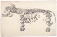 KT 2009 028-448
<br/>
Vergroeid skelet van een hoefdier
<br/>
<em>Trigt, Stephanus Hendrik Willem van (1790-1840)</em>